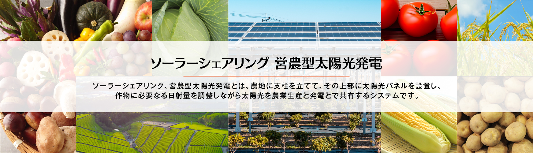 ソーラーシェアリング 営農型太陽光発電